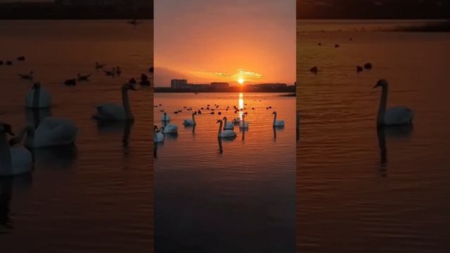 Рассвет 🌅 от фотографа Вячеслав Ревун 👈 #отдых #анапа #курорт #море #рассвет