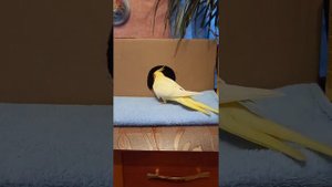 Гнездо для кореллы 🦜 Арчи решила нестись.