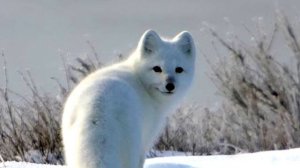 Безумные Русские SCP! [Ленин ЖИВ]