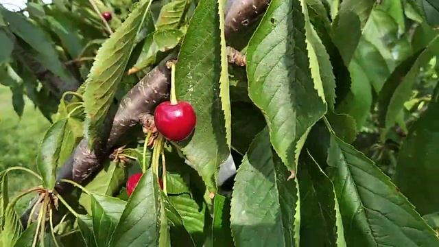 Черешня Валерія . смотреть онлайн