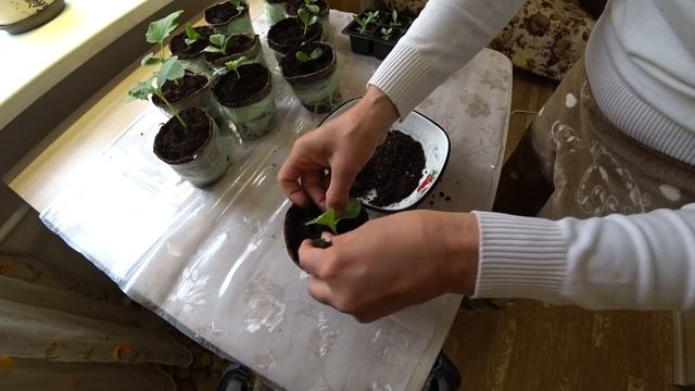 Закручиваю арбузы и дыни. смотреть онлайн