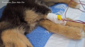 Щенок уже не плакал о помощи/ он лежал молча и ждал смерти /help save a homeless puppy