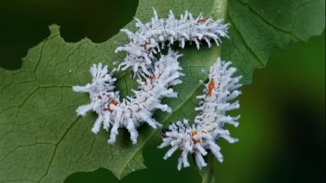 Павлиноглазка атлас | Attacus atlas | Atlas moth смотреть онлайн