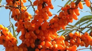 Заготовки из облепихи - 6 соток