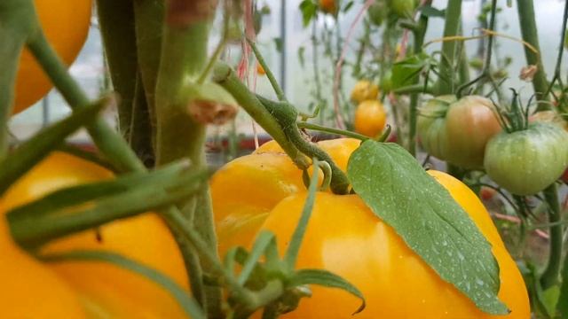 Томат Гигант лимонный 2020г смотреть онлайн