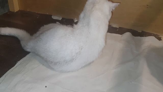 патологические роды, кошка осталась без котят. Я такое вижу в первый раз смотреть онлайн