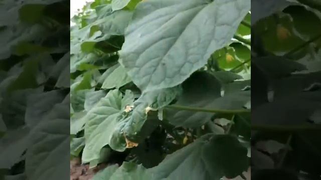 Жидкий биогумус ВермиТех-Плюс смотреть онлайн