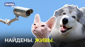 Искать потерянных кошек и собак поможет искусственный интеллект