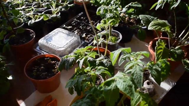 1001 Петуния Не предполагал что такое вырастет из своих семян.... смотреть онлайн