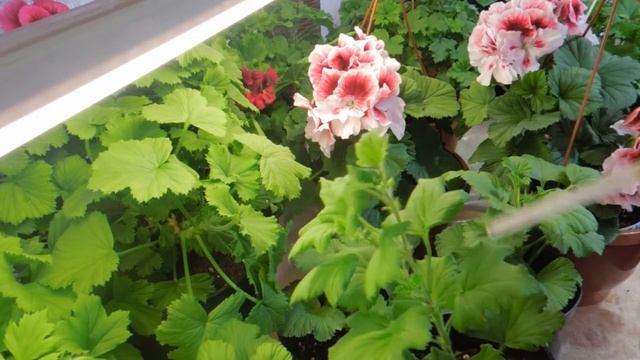 Зацвела королевская пеларгония. Обрезка. смотреть онлайн