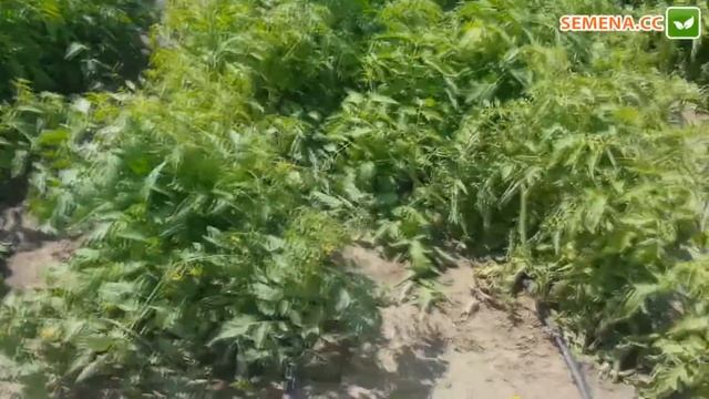 Супермаркет семян сюжет о томатах (испытательное поле Seminis) смотреть онлайн