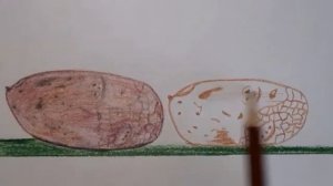 How to draw potatoes???Как нарисовать картофель