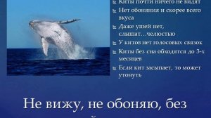 В мире китов и дельфинов (Библиотека 18)