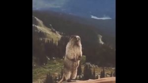 Мем | суслик кричит