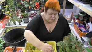 черенкование бегонии в декабре
