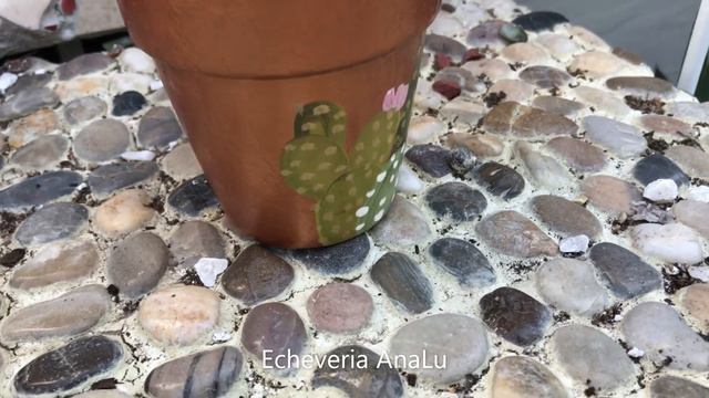 Echeveria | Crassula | Succulents of The Day | Leaf & Designs | Succulentas Del Dia смотреть онлайн