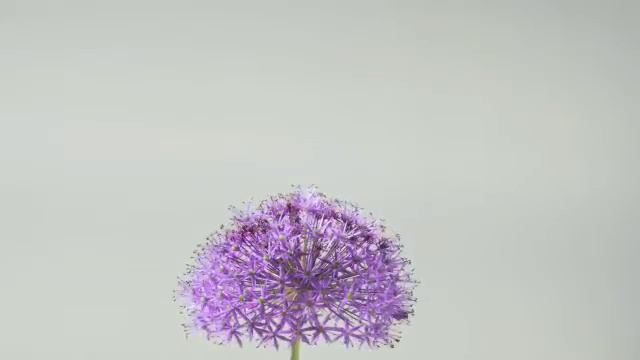 Allium rosenbachianum flower time lapse