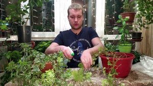 Как избавиться от паутинного клеща!!!! Паразиты на Плюще (Хедере). (2).mp4
