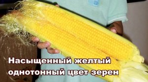 МЕГАТОН F1 - КУКУРУЗА №1 С САМЫМ БОЛЬШИМ ПОЧАТКОМ от HM-CLAUSE