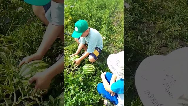 Адель снял свой арбуз, очень сладкий оказался