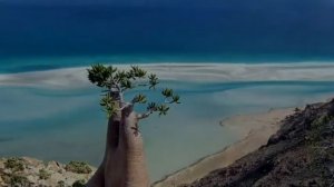 Остров Сокотра, Йемен