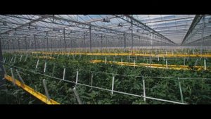 Тепличный комплекс "Агро-Инвест"