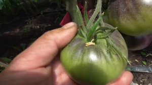 ТОМАТ "РОЗОВЫЙ СИБИРСКИЙ ТИГР" ПОРАЖАЕТ КРАСОТОЙ! Ольга Чернова.