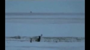 Как олень сбрасывает рога