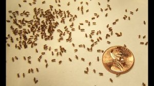 Разведение дрозофил в домашних условиях. insecta.cc