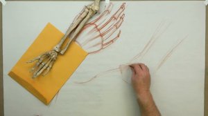 ANATOMY FOR ARTISTS: The Hand Basics-Volumetric form wedging