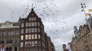 Что Посмотреть в Амстердаме За 1 День / Амстердам Влог