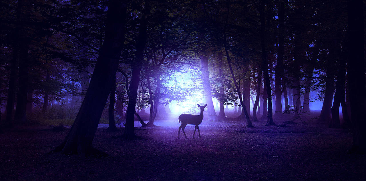 Звуки ночного леса для сна, Ночной Лес, Звуки природы