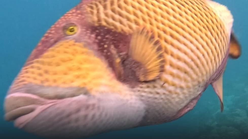 Когда тебя атакует триггер. Adaaran Select Meedhupparu, Мальдивы