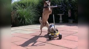 Смешные видео с котиками и собачками #9