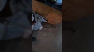 Ремонт вторичного вала коробки F17 продолжение 2