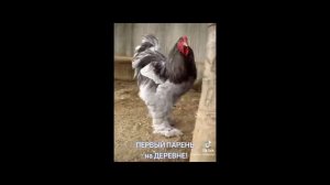 Самые красивые породы кур