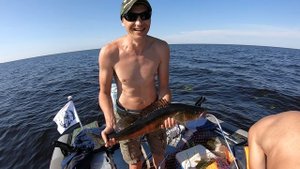 Отличный судак. Поклёвка крупного судака на тролинг. Ладожское озеро.