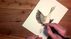 Painting a goose in WATERCOLOUR /// Painting timelapse