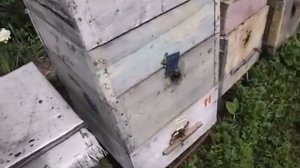 двухкорпусное содержание пчел - особенности работы с пчелами -  часть 1