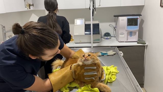 KEDİ SALDIRISI  ELİMİ ISIRDI RESMEN Yeni Seviye Yüklendi: Simba!  inanoğlu kedisaldırısı