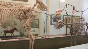 American Museum of Natural History. Американский музей естественной истории