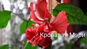 Сорта Гибискуса.Фотографии с названиями.