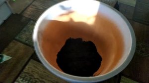 Почему лимон сбрасывает листву