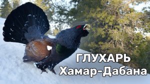 Боевой глухарь - хозяин Хамар-Дабана