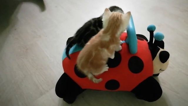 Кошачий побег смотреть онлайн