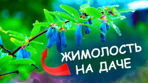 Жимолость плодовая выращивание и уход. Как выращивать жимолость на даче. Выращивание жимолости.