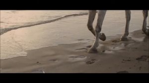 Bee Gees   Fallen Angel