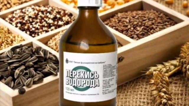 Семена/В чём замачивать семена перед посевом/Проращивание семян перед посевом