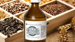 Семена/В чём замачивать семена перед посевом/Проращивание семян перед посевом