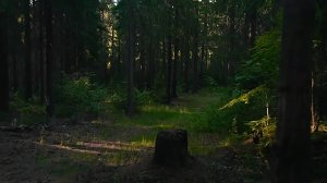Попытка летать по темнолесью
